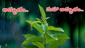ఆకుల్లో అద్భుతం.. డైలీ ఇలా చేశారంటే ఆ సమస్యలన్నీ పరారే..