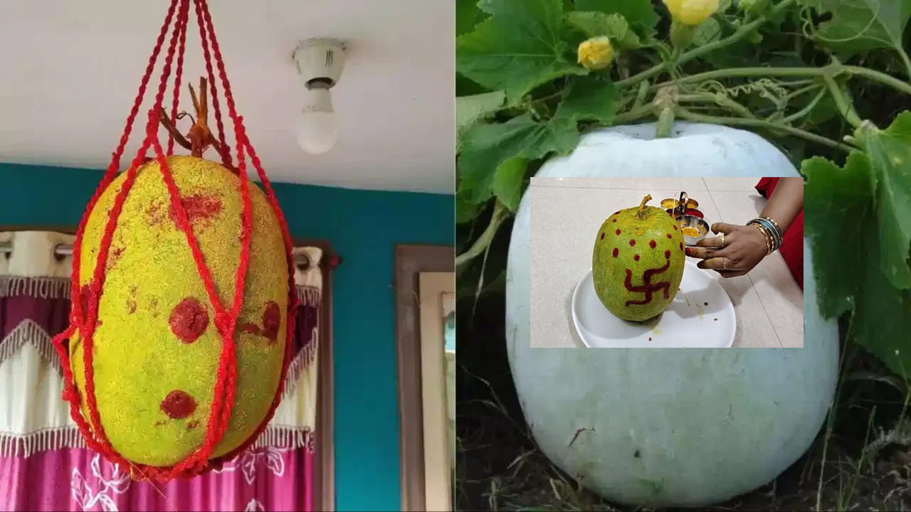 ఇల్లు కట్టినా, కొత్త వ్యాపారం ప్రారంభించినా చాలామంది దిష్టి దూరంగా ఉండాలని ఇంటి లేదా దుకాణం ముందు బూడిద గుమ్మడికాయను వేలాడదీస్తారు. ప్రజల నమ్మకం ప్రకారం ఇది నరదిష్టి, కనుదిష్టి వంటి ప్రతికూల ప్రభావాలను తగ్గిస్తుందని భావిస్తారు. అయితే దీనికి ఉపయోగించే గుమ్మడికాయను ఎలా ఎంపిక చేయాలి, ఎలా కట్టాలి అనే విషయాల్లో కొన్ని సంప్రదాయ నియమాలు పాటిస్తారు.