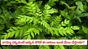 వామ్మో ఎక్కడంటే అక్కడ దొరికే ఈ ఆకులు ఇంత మేలు చేస్తాయా?