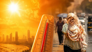 గల్లీగల్లీల్లో గ్రామసింహాలు.. పీక్కుతింటున్న అడవి తోడేళ్లు.. అటు పసిప్రాణాలు.. ఇటు జంతుప్రేమికులు..