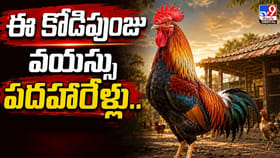 ఈ కోడిపుంజు వయస్సు పదహారేళ్లు.. వైరల్ అవుతున్న టింకు కథ