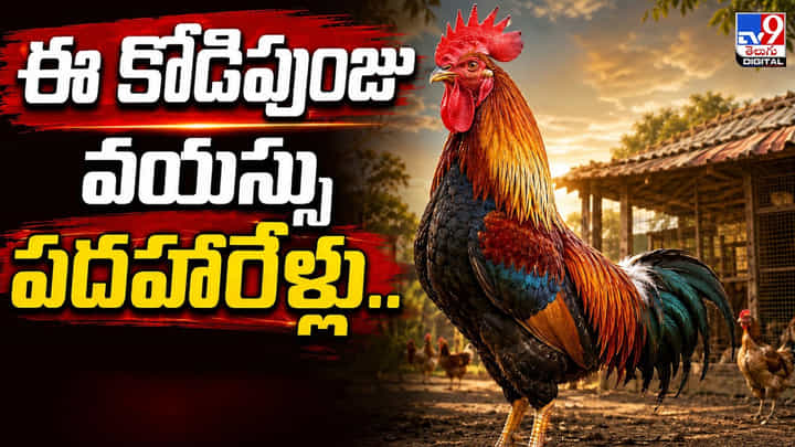 ఈ కోడిపుంజు వయస్సు పదహారేళ్లు.. వైరల్ అవుతున్న టింకు కథ ఈ కోడిపుంజు వయస్సు పదహారేళ్లు.. వైరల్ అవుతున్న టింకు కథ
