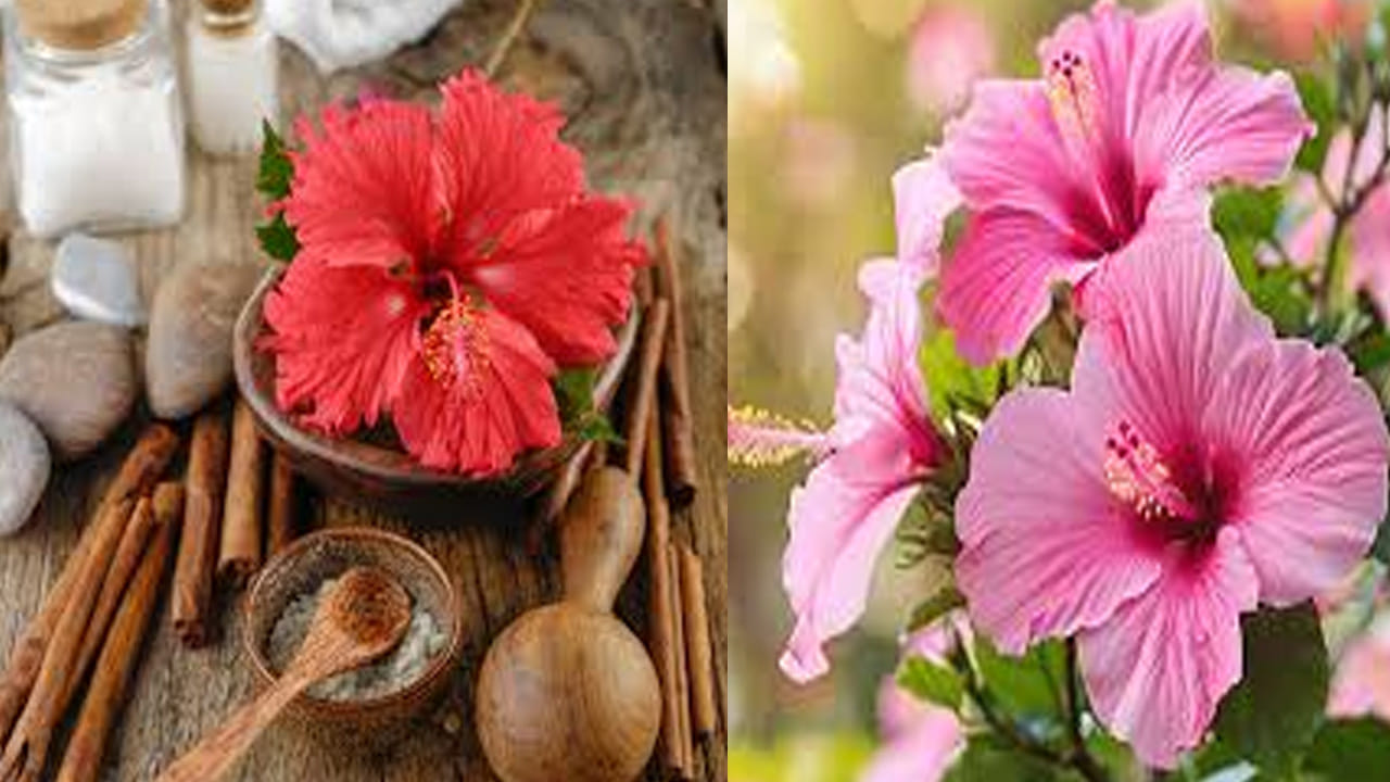 సహజమైన కండిషనర్: కేశ సంరక్షణలో జుట్టు రాలడాన్ని అరికట్టి, జుట్టు దృఢంగా ఎదగడానికి మందార నూనె లేదా ప్యాక్ ఎంతగానో ఉపయోగపడతాయి. మందార ఆకులను మెత్తగా నూరి జుట్టుకు రాసుకుంటే అది ఒక గొప్ప సహజ కండిషనర్‌లా పనిచేస్తుంది. షాంపూ చేసిన తర్వాత జుట్టు చిక్కులు పడకుండా, సిల్కీగా ఉండటానికి ఇది తోడ్పడుతుంది.