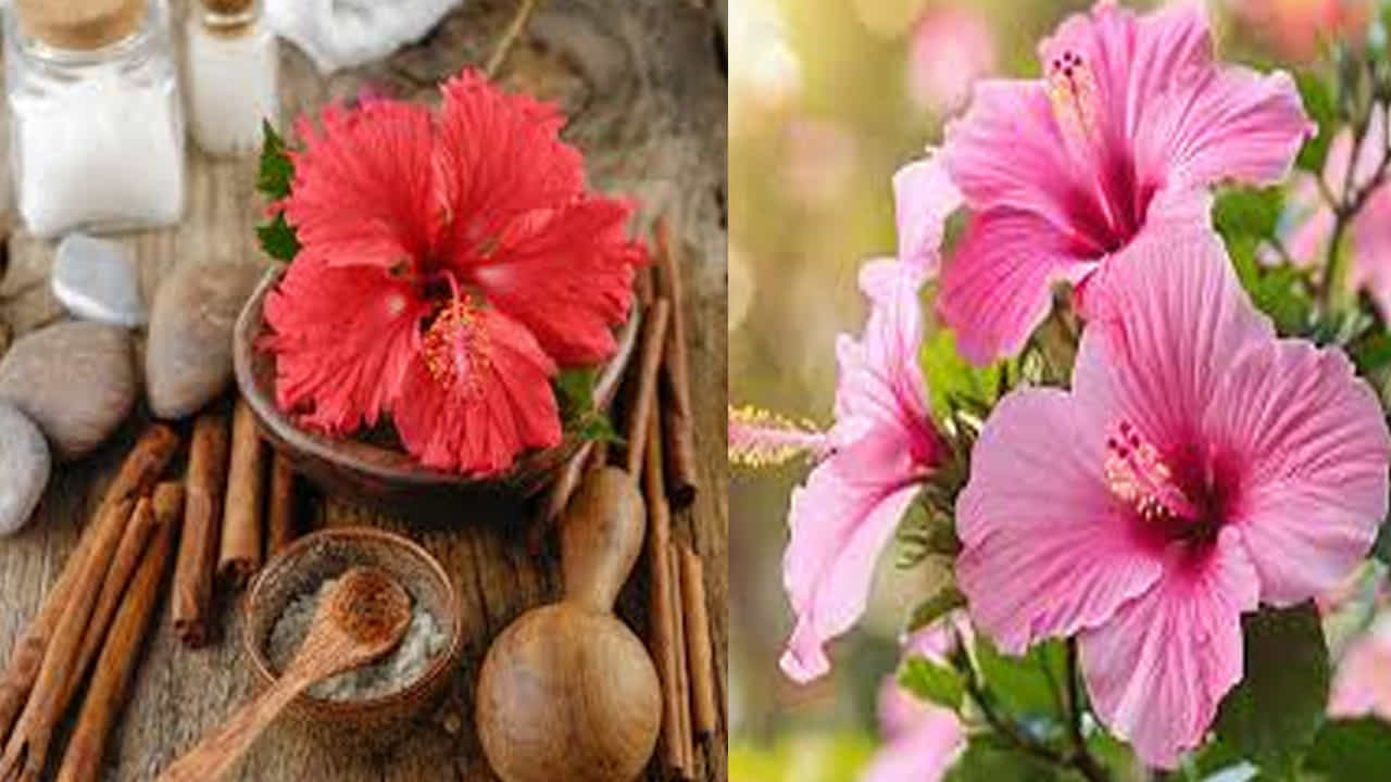 సహజమైన కండిషనర్: కేశ సంరక్షణలో జుట్టు రాలడాన్ని అరికట్టి, జుట్టు దృఢంగా ఎదగడానికి మందార నూనె లేదా ప్యాక్ ఎంతగానో ఉపయోగపడతాయి. మందార ఆకులను మెత్తగా నూరి జుట్టుకు రాసుకుంటే అది ఒక గొప్ప సహజ కండిషనర్‌లా పనిచేస్తుంది. షాంపూ చేసిన తర్వాత జుట్టు చిక్కులు పడకుండా, సిల్కీగా ఉండటానికి ఇది తోడ్పడుతుంది.