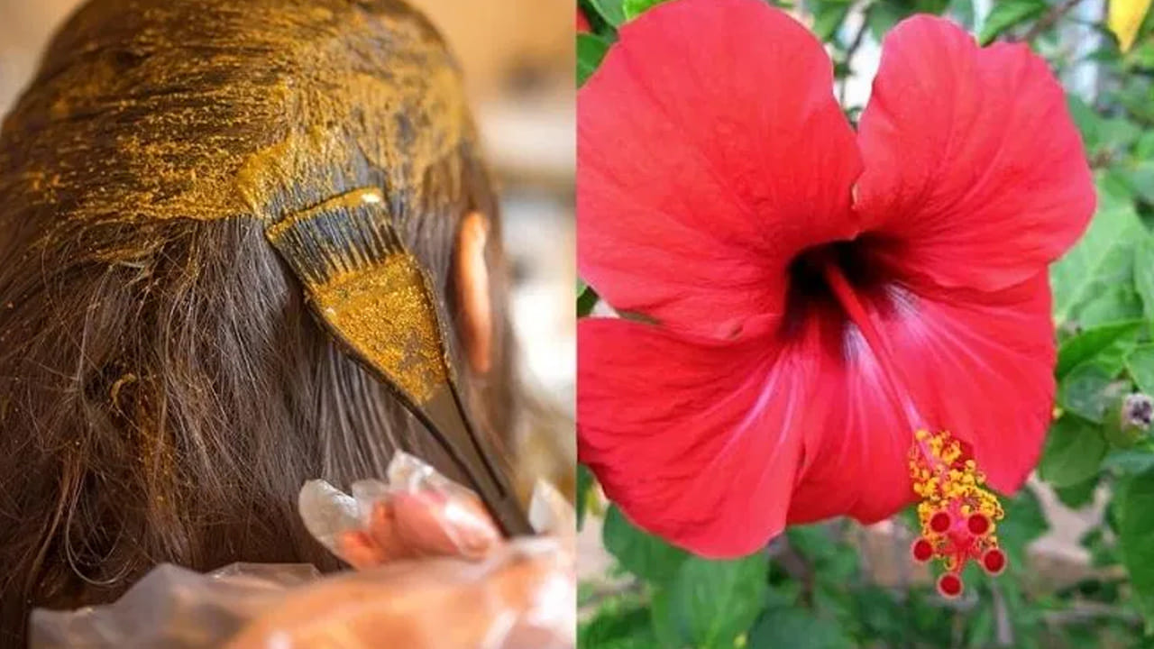 జుట్టు పెరుగుదలకు (Hair Growth): జుట్టు రాలడం, చుండ్రు సమస్యలకు మందార ఒక చక్కని పరిష్కారం. మందార ఆకులు, పువ్వులను కొబ్బరి నూనెలో వేసి మరిగించి, ఆ నూనెను క్రమం తప్పకుండా వాడితే జుట్టు కుదుళ్లు దృఢపడతాయి. ఇది జుట్టు అకాలంగా తెల్లబడకుండా కాపాడుతుంది.