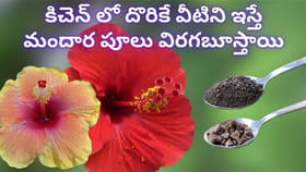 మందార చెట్టుకు మంచిగా పూలు పూయాలంటే ఇవి ఇవ్వండి చాలు...