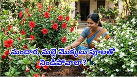 మందార, మల్లె మొక్కలు పూలతో నిండిపోవాలా?ఈ ఒక్క మసాలా దినుసు వాడితే