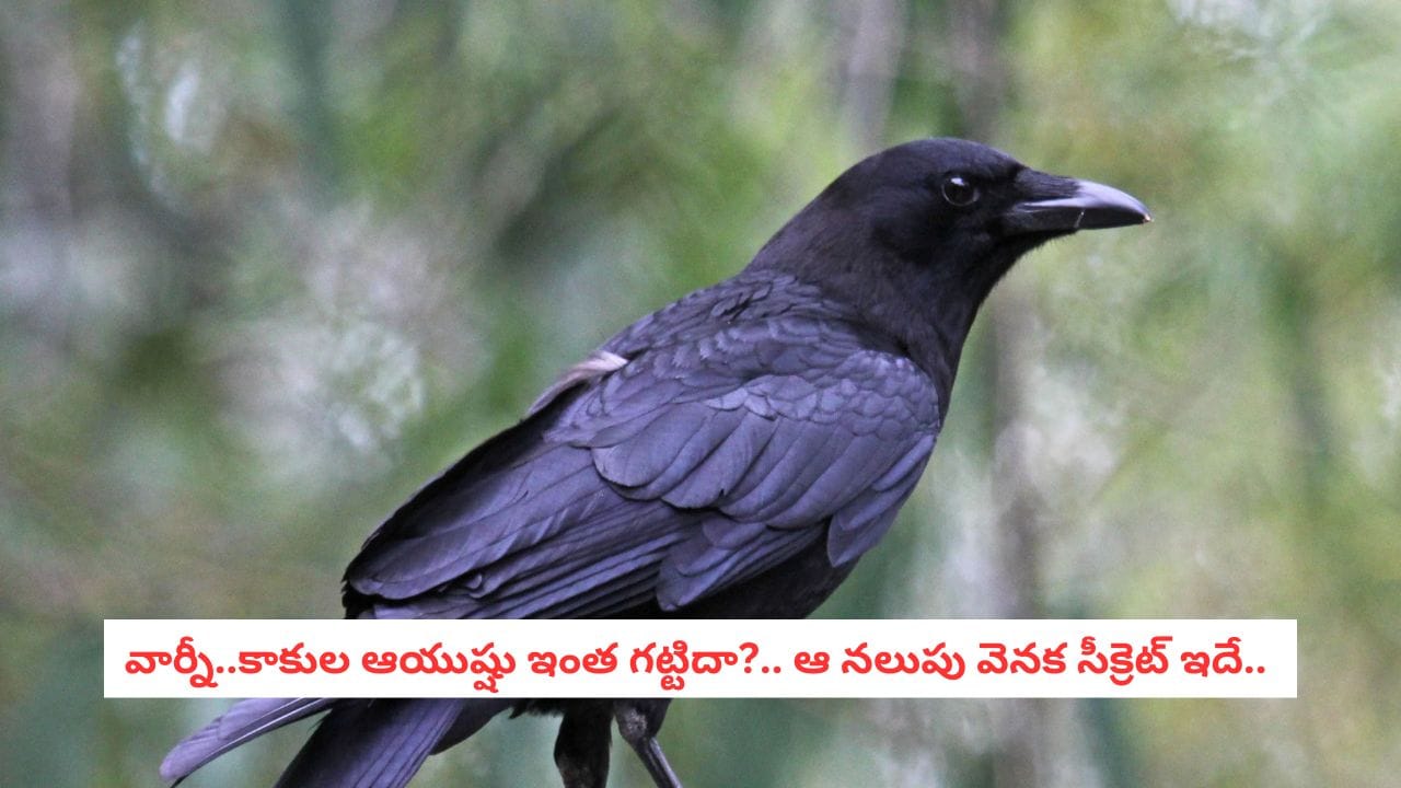 Lifespan of Crows: కాకుల వయస్సుపై కొత్త పరిశోధన! ఈ తెలివైన పక్షి వయస్సును ఎలా నిర్ధారిస్తారో మీకు తెలుసా?