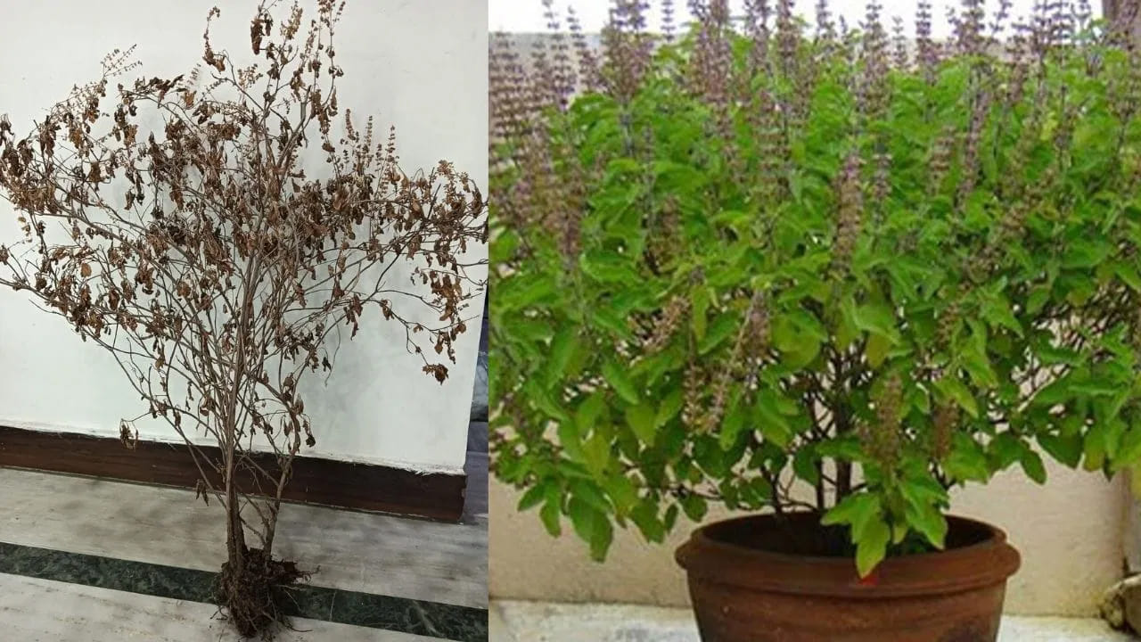 ఎండిన తులసి మొక్క యొక్క కాండం, వేర్లు, ఆకులను చిన్న చిన్న ముక్కలుగా నరికి లేదా నూరి.. మీ తోట మట్టిలో లేదా కుండీలలో కొంచెం లోతుగా పాతిపెట్టండి. ఇది మట్టి నాణ్యతను పెంచడమే కాకుండా ఇతర మొక్కలకు సోకే ఫంగస్, వేరు కుళ్లు లేదా రకరకాల కీటకాల బారి నుండి సహజ రక్షణ కవచంగా పనిచేస్తుంది.