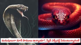 మనుషులుగా మారే పాములు ఉన్నాయా?..స్నేక్ ఎక్స్‌పర్ట్ ఏమంటున్నారంటే