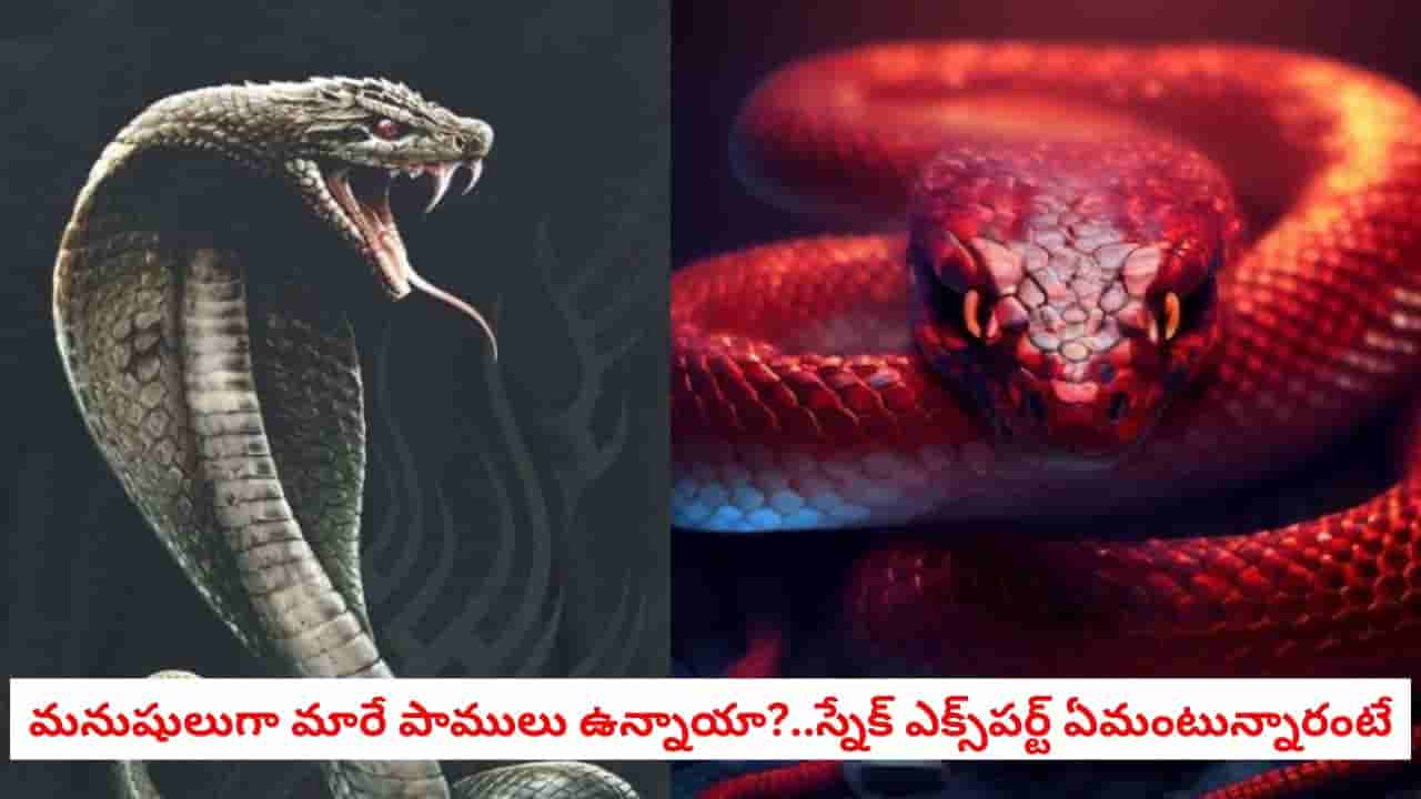 Snakes Mystery: నిజంగానే కోరికలు తీర్చే నాగులు ఉంటాయా? రూపం మార్చే పాముల వెనుక దాగున్న అసలు నిజమిదే!