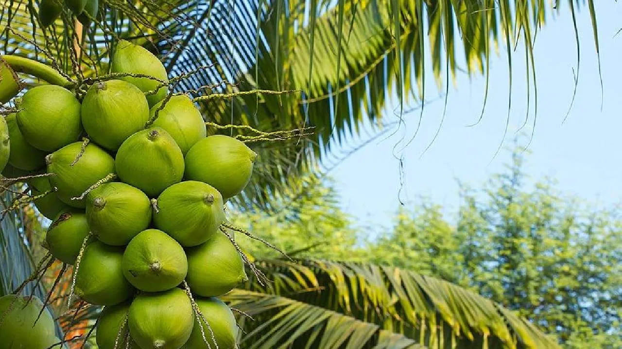 ఒకప్పుడు కొబ్బరి సాగుకు పర్యాయపదంగా కొబ్బరి రాజధానిగా కేరళ ప్రసిద్ధి చెందింది. కేరళ పేరులోనే కేర (కొబ్బరి చెట్టు) దాగి ఉంది. కానీ కాలక్రమేణా పరిస్థితులు మారిపోయాయి. తాజా గణాంకాల ప్రకారం.. కేరళ తన అగ్రస్థానాన్ని కోల్పోయింది. కొబ్బరి అభివృద్ధి మండలి నివేదికల ప్రకారం.. ఇప్పుడు దేశంలో అత్యధికంగా కొబ్బరిని ఉత్పత్తి చేస్తున్న రాష్ట్రంగా కర్ణాటక రికార్డు సృష్టించింది.
