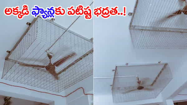 Viral Video: విద్యార్ధుల హాస్టళ్లలో ఫ్యాన్లకు పంజరాలు.. నెట్టింట పేలుతున్న జోకులు! అసలు ముచ్చట ఇదే..