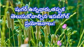 ఒక్క స్పూన్ ఇసబ్‌గోల్‌తో ఎన్నో ఆరోగ్య ప్రయోజనాలు.. ఎలా వాడాలంటే..