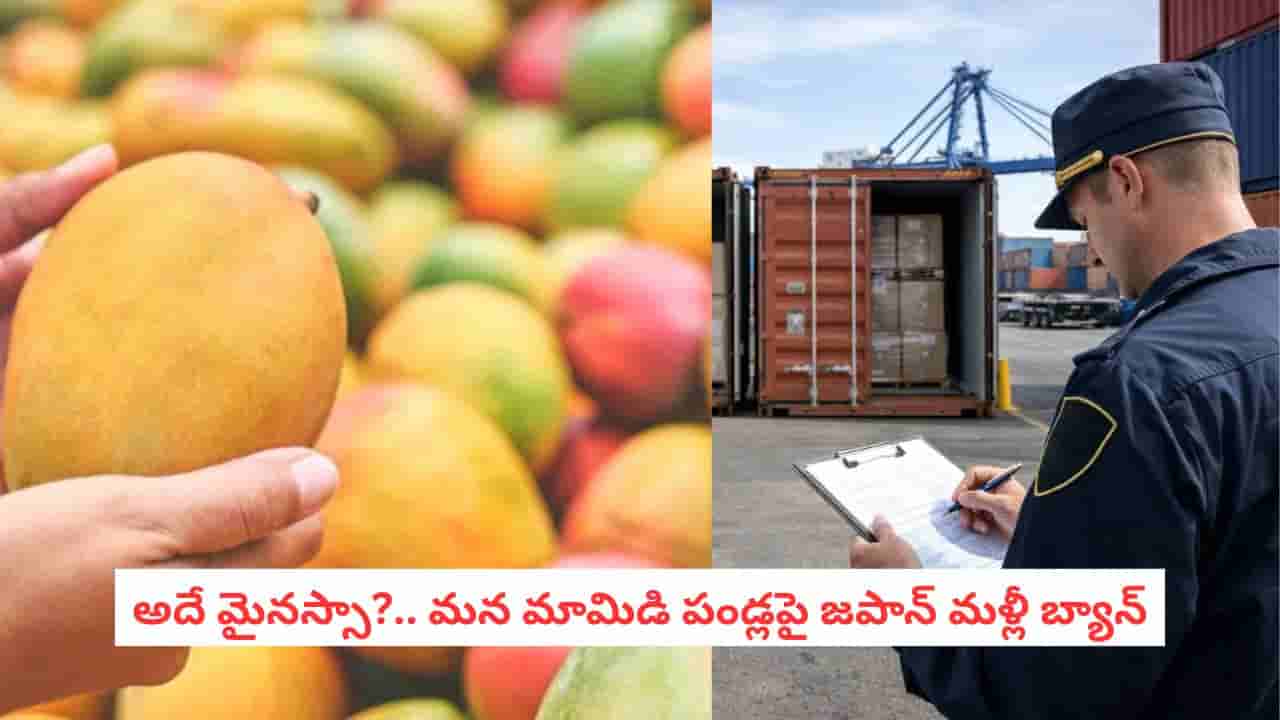 Japan Bans Indian Mangoes: బాబోయ్ మాకొద్దు మీ మామిడి పండ్లు.. భారత మామిడిపై మరోసారి జపాన్ బ్యాన్.. ఎందుకంటే..?