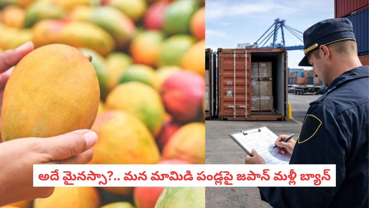Japan Bans Indian Mangoes: బాబోయ్ మాకొద్దు మీ మామిడి పండ్లు.. భారత మామిడిపై మరోసారి జపాన్ బ్యాన్.. ఎందుకంటే..?
