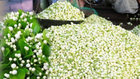 తీగ మల్లెపూలు బుట్టలు బుట్టలుగా పూయాలా.. అద్భతమైన చిట్కాలు ఇవే