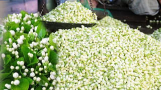 నాన్ వెజ్ తో పోటీ పడుతున్న బ్లాక్‌స్టోన్‌ మామిడి.. వేలల్లో పలుతుకున్నా కూడా ఎగబడిమరి కొంటున్న జనం