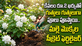 కేవలం రూ.2 ఖర్చుతో గుత్తులు గుత్తులుగా  పూలు పూస్తాయి..