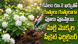 కొత్తగా ఇల్లు కడుతున్నారా? ఈ ఇటుకలను వాడితే ఏసీ కూడా అవసరం లేదు..హాట్‌ సమ్మర్‌లోనూ కూల్‌గా ఉండొచ్చు..!
