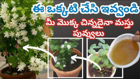 ల్లెచెట్టు చిన్నదైనా కొమ్మకొమ్మకి విపరీతంగా పూలు పూయాలంటే