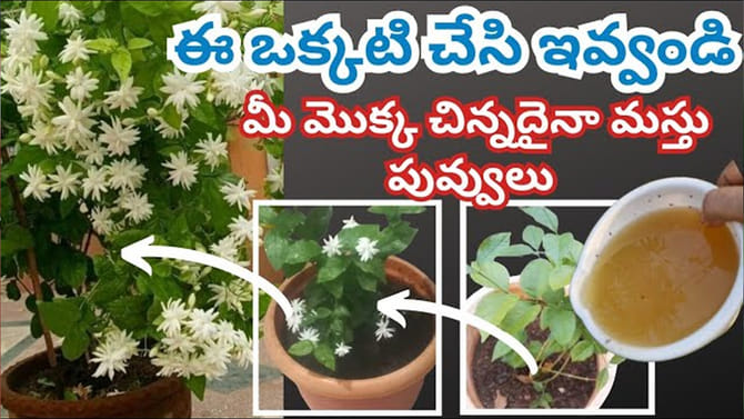 మల్లెచెట్టు చిన్నదైనా కొమ్మకొమ్మకి విపరీతంగా పూలు పూయాలంటే