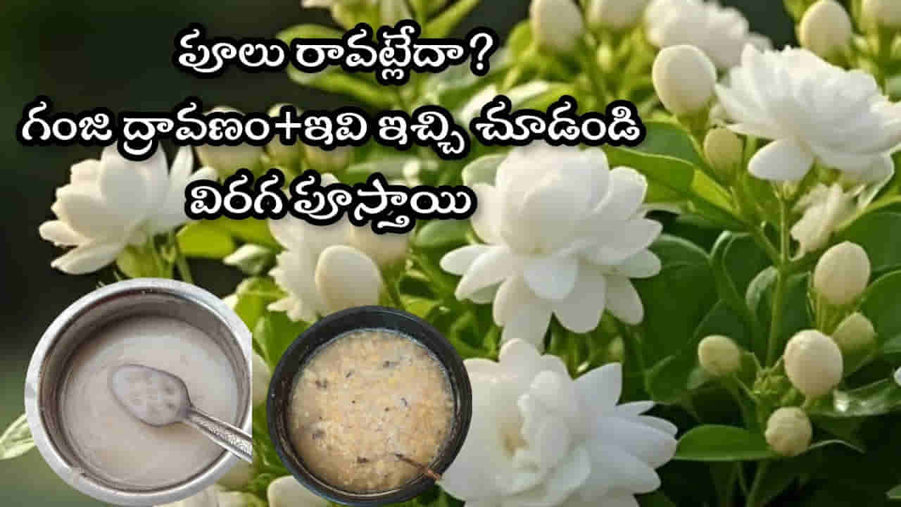 మల్లె పూలు చెట్టు నిండా విరగ పూయాలి అంటే ఇది ఇవ్వండి చాలు..