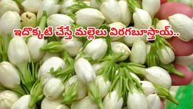 మల్లెపూలు గుత్తులుగా విరగపూయాలంటే ఇలా చేయాలి..?