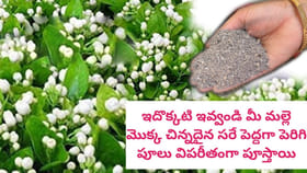 మీ మల్లె చెట్టు విపరీతంగా పూలు పూయాలంటే ఇది ఇవ్వండి..