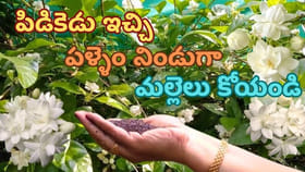 మల్లెపూలు విరగబూయాలంటే ఇలా చేయండి...