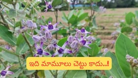 జిల్లేడు మొక్క గురించి మీరు తప్పక తెలుసుకోవాల్సిన నిజం! శుభమా..