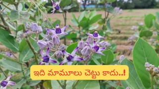 Vastu Tips: ఏ దిశలో కూర్చుని భోజనం చేస్తే అదృష్టం మీ వెంట నడుస్తుందో తెలుసా?