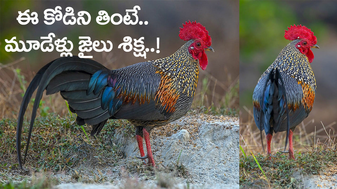 ఈ కోడి పుంజుని కూర వండి తిన్నారో.. మూడేళ్ల జైలు శిక్ష ఖాయం! ఎందుకో తెల్సా..
