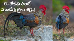 ఈ కోడి పుంజుని కూర వండి తిన్నారో.. మూడేళ్ల జైలు శిక్ష ఖాయం!