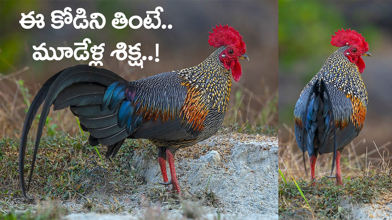 ఈ కోడి పుంజుని కూర వండి తిన్నారో.. మూడేళ్ల జైలు శిక్ష ఖాయం! ఎందుకో తెల్సా..