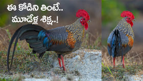 ఈ కోడి పుంజుని కూర వండి తిన్నారో.. మూడేళ్ల జైలు శిక్ష ఖాయం!