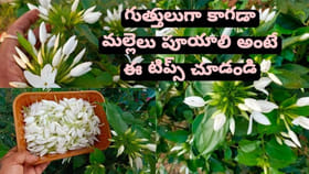 ఇలా చేస్తే కాగడా మల్లెలు పిచ్చిపిచ్చిగా పూస్తాయి..