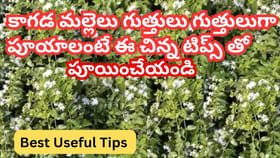 ఇలా చేస్తే కాగడ మల్లెలు విపరీతంగా పూస్తాయ్..