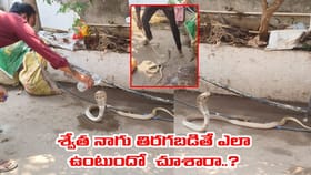 అద్భుతం.. భీమేశ్వరాలయంలో అరుదైన శ్వేత నాగు దర్శనం..