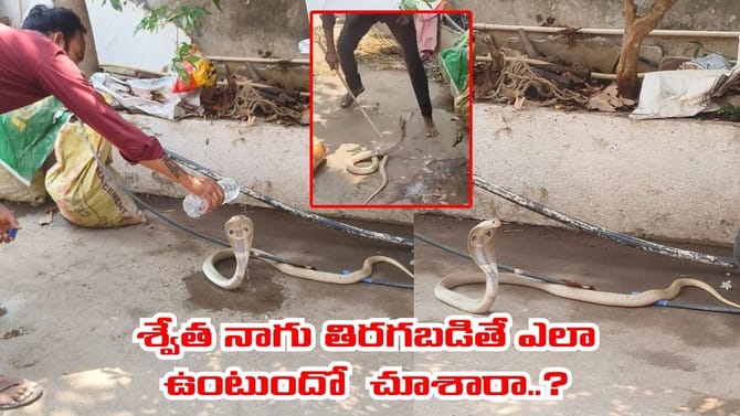 అద్భుతం.. భీమేశ్వరాలయంలో అరుదైన శ్వేత నాగు దర్శనం..