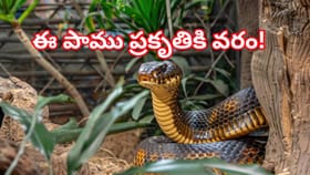 గూడు కట్టే ఏకైక పాము,.. రైతులకు సాయం చేసే అసలైన కాపరి! ఎదురుపడితే