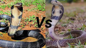 నాగు, గిరి నాగు మధ్య తేడా తెలుసా? ఒళ్లు గగుర్పొడిచే రహస్యాలు ఇవే!