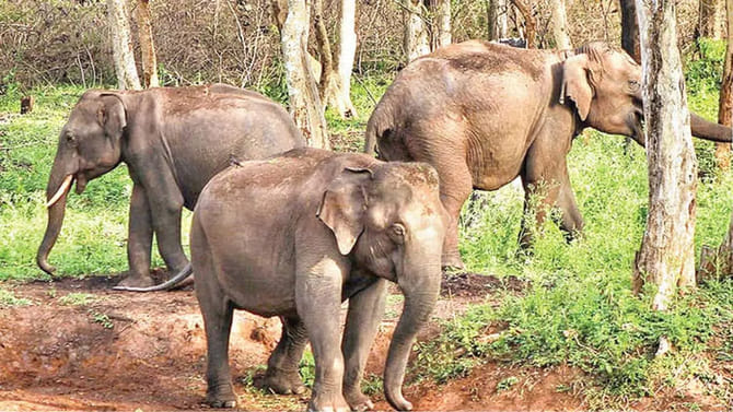 ఏనుగులకు కూడా ఆధార్ కార్డు.. ఎక్కడో తెలుసా..?