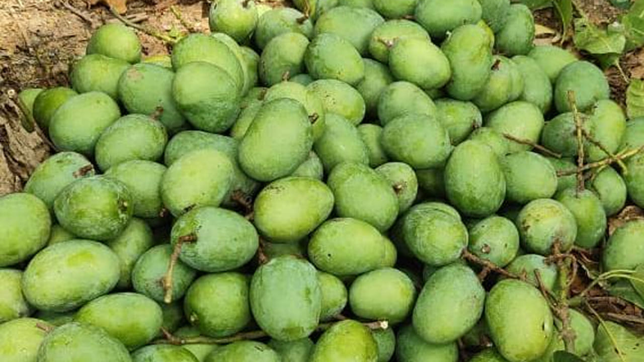 ప్రకృతి సిద్ధమైన అడవుల్లో లభించే ఈ కొండ మామిడి కాయలను కోసేందుకు కూలీలు ఎగబడుతుంటారు. ఈ మామిడి కాయలతో చేసిన పచ్చళ్ళకు భళే గిరాకీ ఉంది.  ఒక్కసారి ఈ కాయల  పచ్చడి రుచి చూస్తే చాలు మళ్లీ మళ్లీ ఈ మామిడి‌కాయల పచ్చడి కోసం జోగాపూర్ అడవుల బాట పట్టాల్సిందేనంటున్నారు ఇక్కడి స్థానికులు. నోరూరించే మామిడికి తెలంగాణలో కేరాఫ్ అడ్రస్ గా నిలుస్తున్నాయి ఈ జోగాపూర్ కొండ మామిడి వృక్షాలు. 