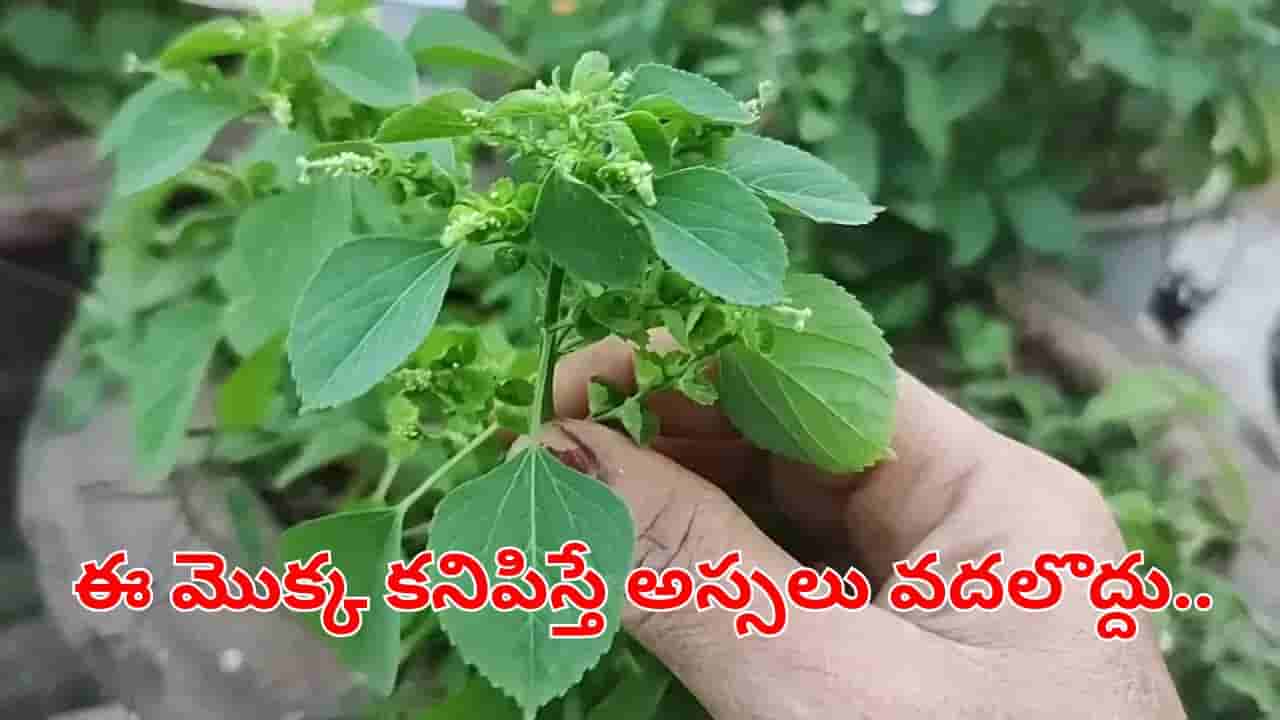 ఈ మొక్క కనిపిస్తే మీకు బంగారం దొరికినట్టే.. కాస్త నమిలితే చాలు ఆ వ్యాధులన్నీ పరార్..