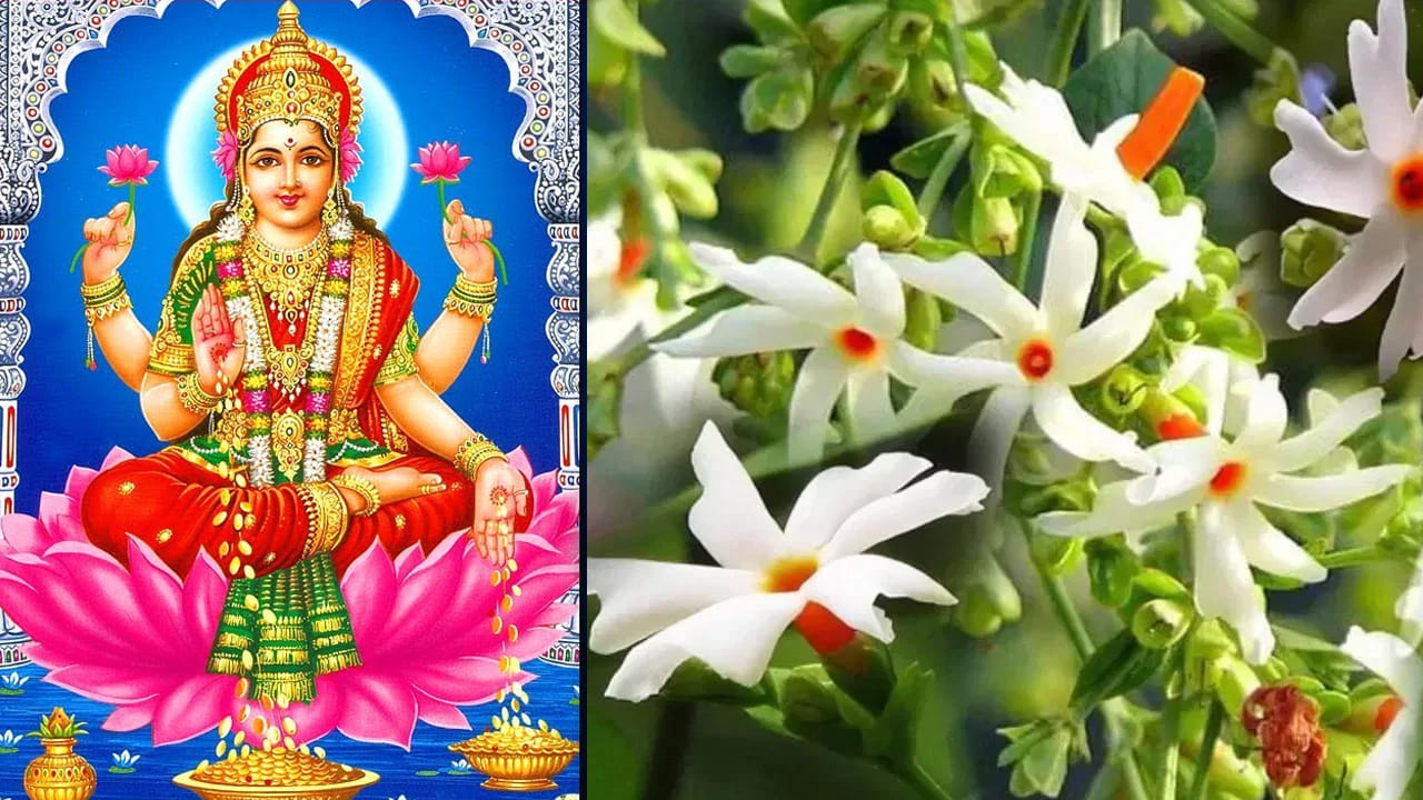 Vastu Tips for Parijatham Plant: ఇంటి ఆవరణలో మొక్కలు నాటడం గురించి మన సంప్రదాయాల్లో ఎన్నో విశ్వాసాలు, వాస్తు నియమాలు ఉన్నాయి. కొన్ని మొక్కల్లో సాక్షాత్తూ లక్ష్మీదేవి నివసిస్తుందని భావిస్తారు. అలాంటి మొక్కలను ప్రేమతో, శ్రద్ధగా సంరక్షిస్తే ఇంట్లో సిరి సంపదలు పెరుగుతాయని నమ్మకం ఉంది. వాటిలో పారిజాతం (నైట్ జాస్మిన్) ఒక ముఖ్యమైన మొక్కగా భావిస్తారు.
