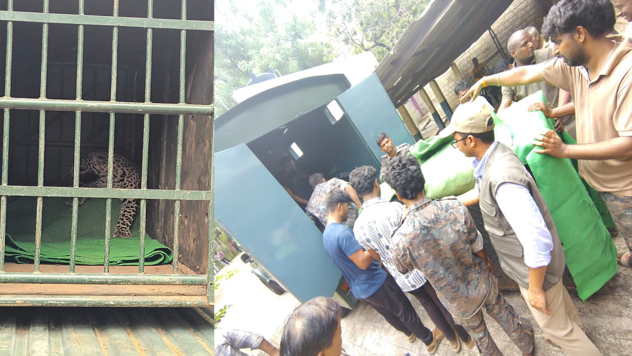 తిరుపతి ఎస్వీ వెటర్నరీ యూనివర్సిటీలో చిరుత కలకలం రేపింది. క్లినికల్ సైన్సెస్ విభాగంలో చిరుత ప్రత్యక్షం అయింది. నిన్న ఉదయం 8:57 గంటల సమయంలో వర్సిటీ లోని క్లినికల్ సైన్సెస్ బ్లాక్లో ఉన్న చిరుత సిబ్బంది కంటపడింది. డిపార్ట్మెంట్ తలుపులు తీయగానే అటెండర్ కు చిరుత కల్పించింది. దీంతో భయంతో వణికి పోయిన మహిళ అటెండర్ తలుపులు తీయగానే కనిపించిన చిరుతను చూసి భయంతో తలుపులు మూసి పరుగులు పెట్టింది.