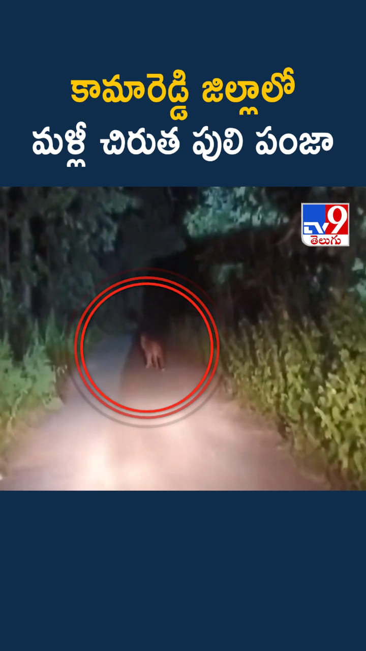 కామారెడ్డి జిల్లాలో మళ్లీ చిరుత హల్‌చల్..ఇదిగో వీడియో