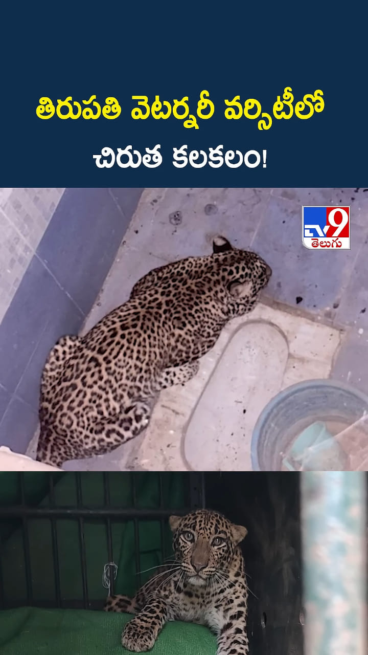 Leopard in Tirupati: తిరుపతి వెటర్నరీ వర్సిటీలో చిరుత కలకలం!