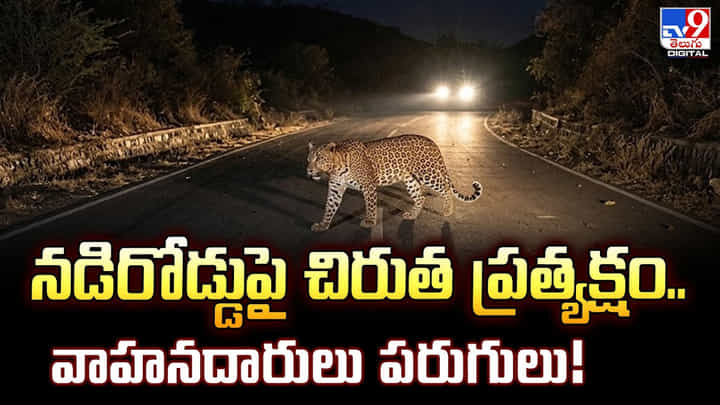నడిరోడ్డుపై చిరుత ప్రత్యక్షం.. వాహనదారులు పరుగులు నడిరోడ్డుపై చిరుత ప్రత్యక్షం.. వాహనదారులు పరుగులు